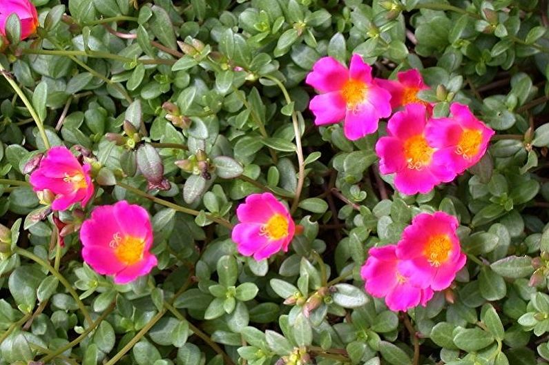 Purslane Care - Temperature