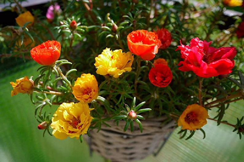 Purslane Care - Temperature