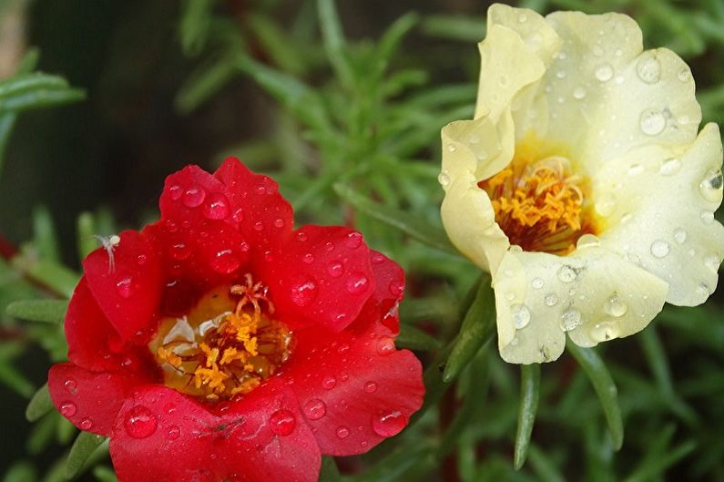 Purslane Care - Humidity