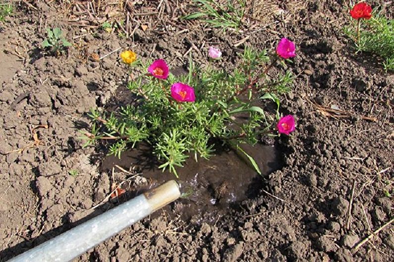 Purslane Care - Watering