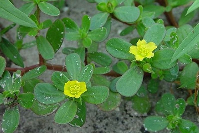 Purslane - Pests and Diseases