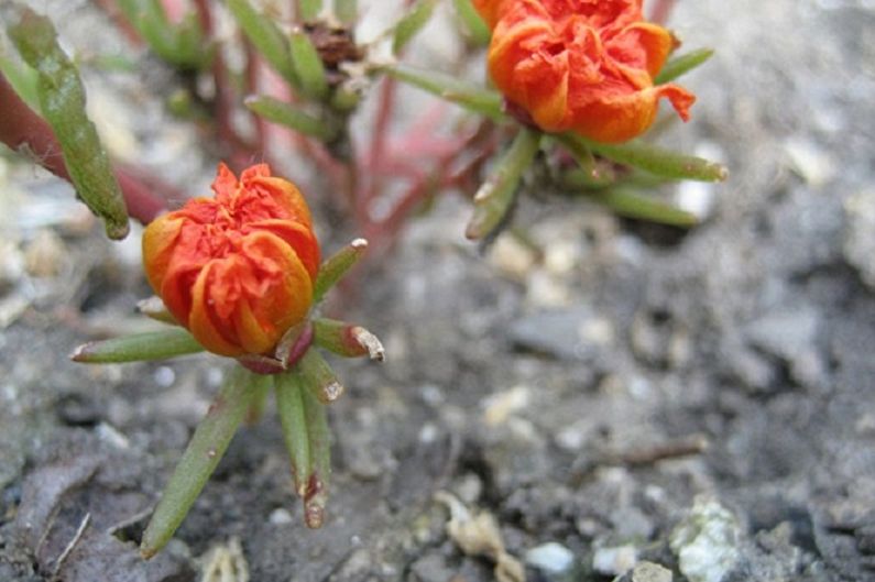 Purslane - Pests and Diseases