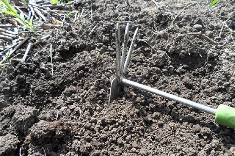 How to transplant a purslane