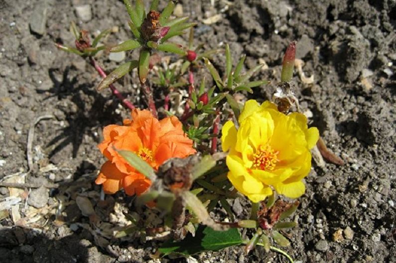 How to transplant a purslane