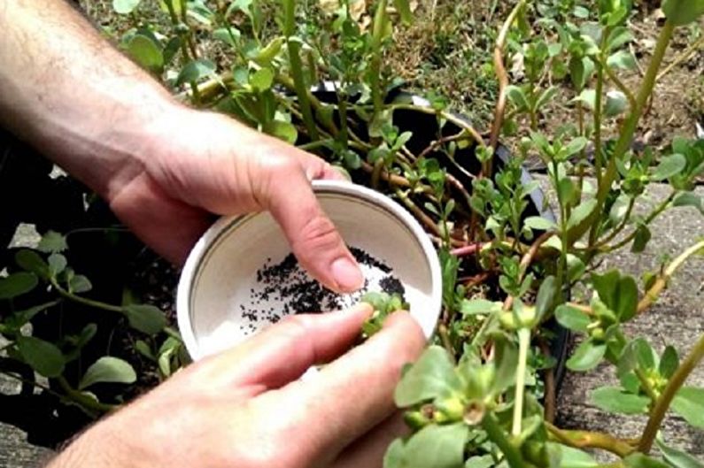 Purslane propagation by seeds