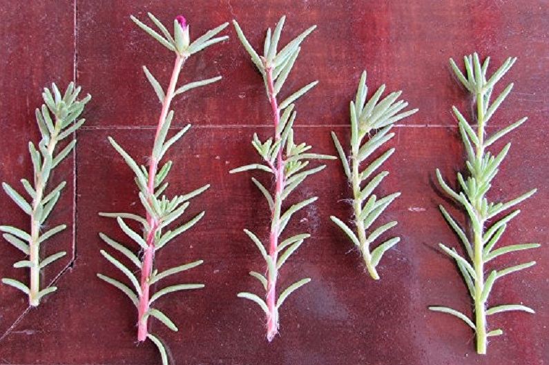 Purslane propagation by cuttings