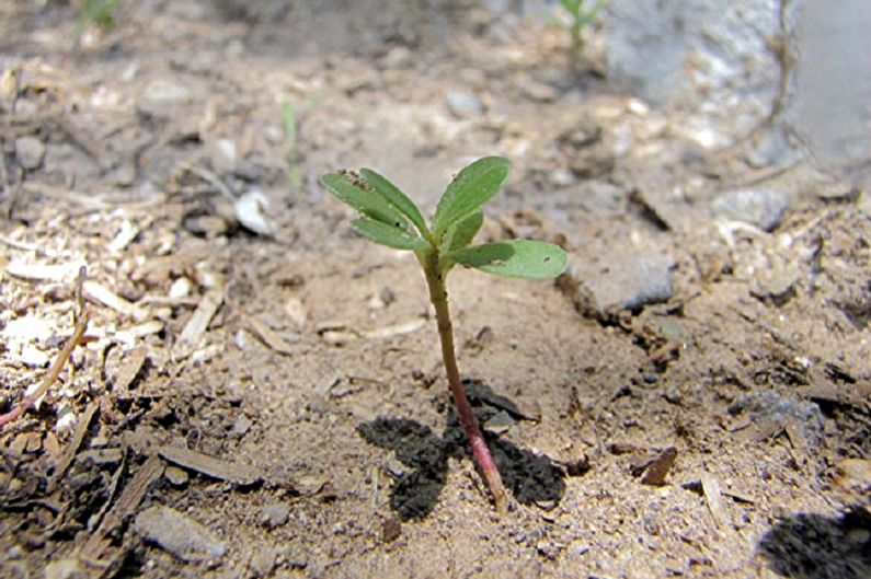 Purslane propagation by cuttings