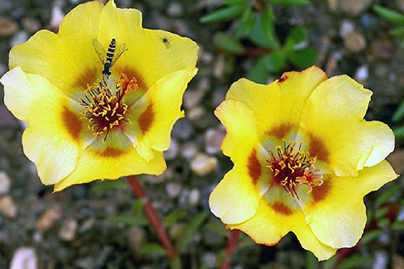 Purslane - photo