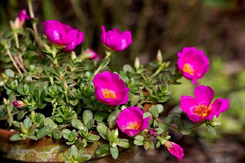 Purslane - photo