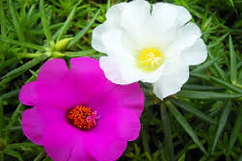 Purslane - photo