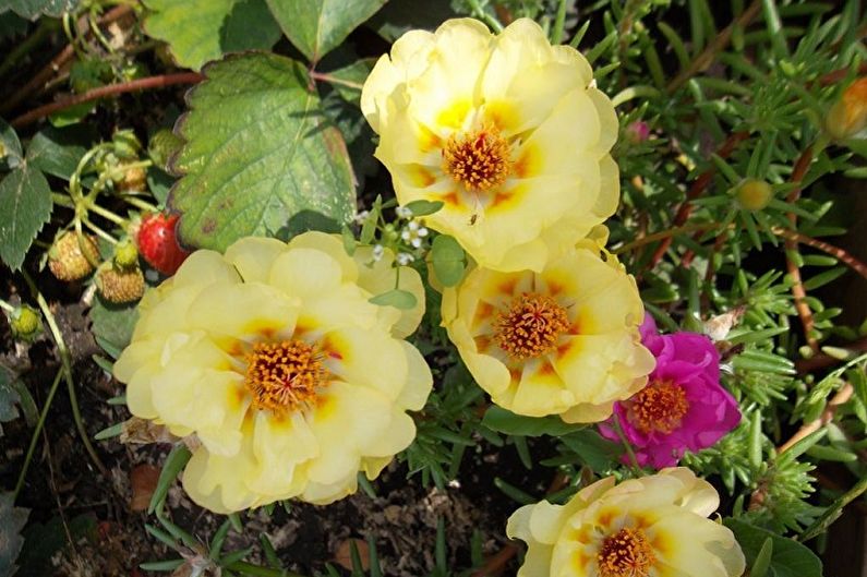 Purslane - photo