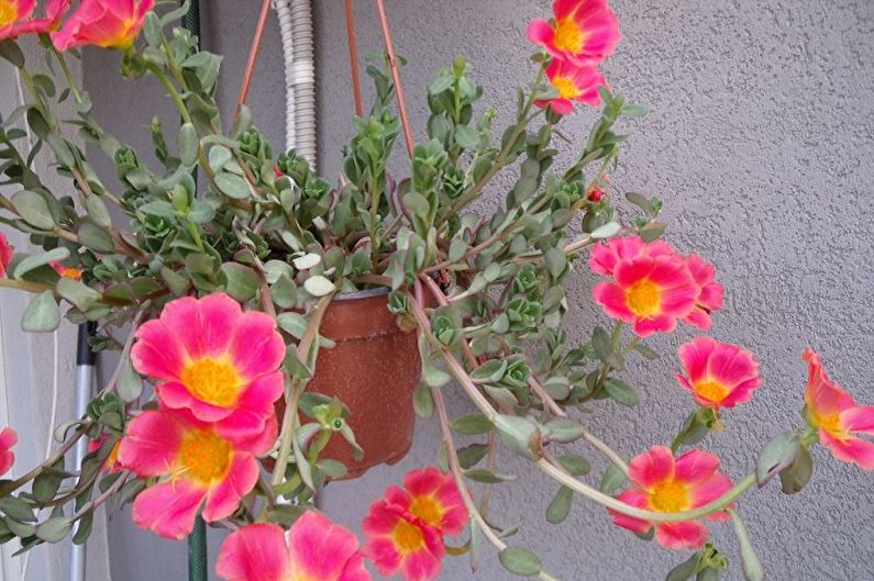 Purslane - photo