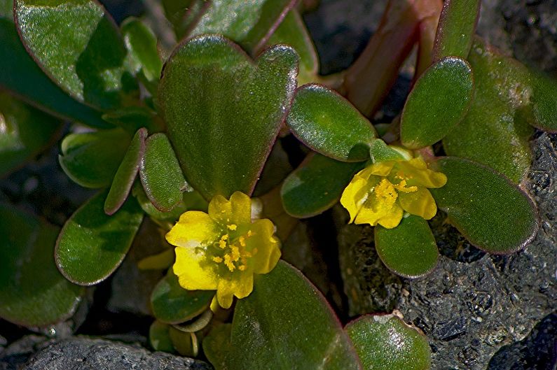 Purslane - photo
