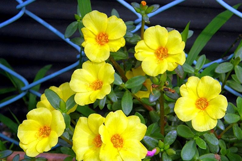 Purslane - photo