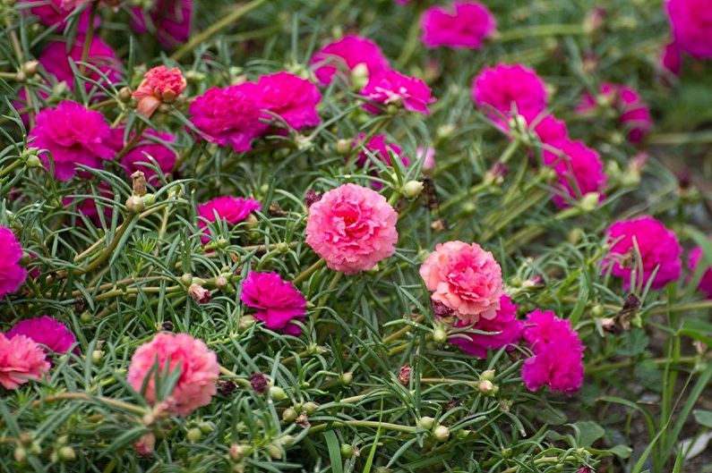 Purslane - photo