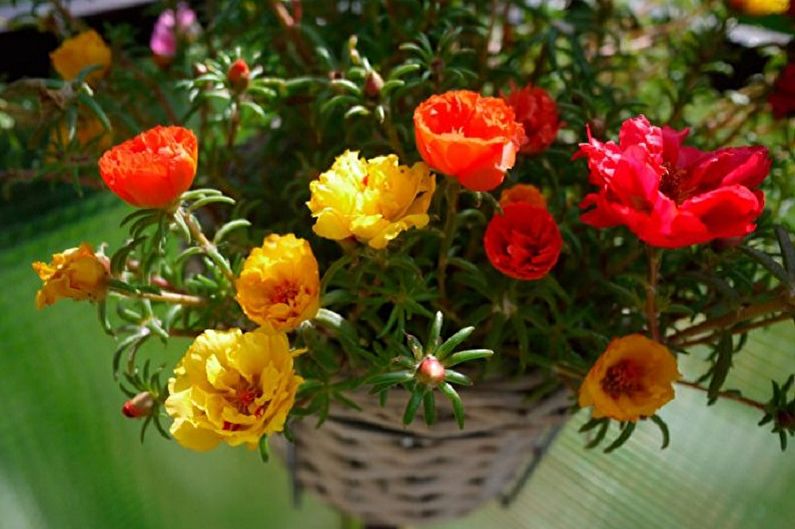 Purslane - photo