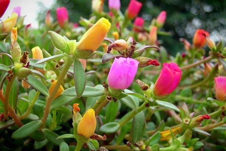 Purslane - photo