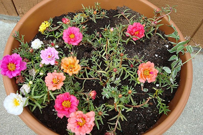 Purslane - photo