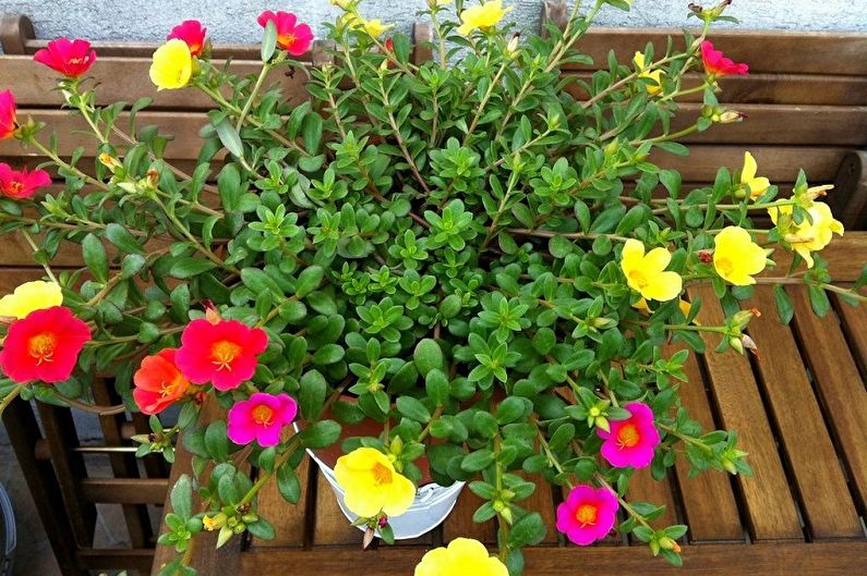 Purslane - photo