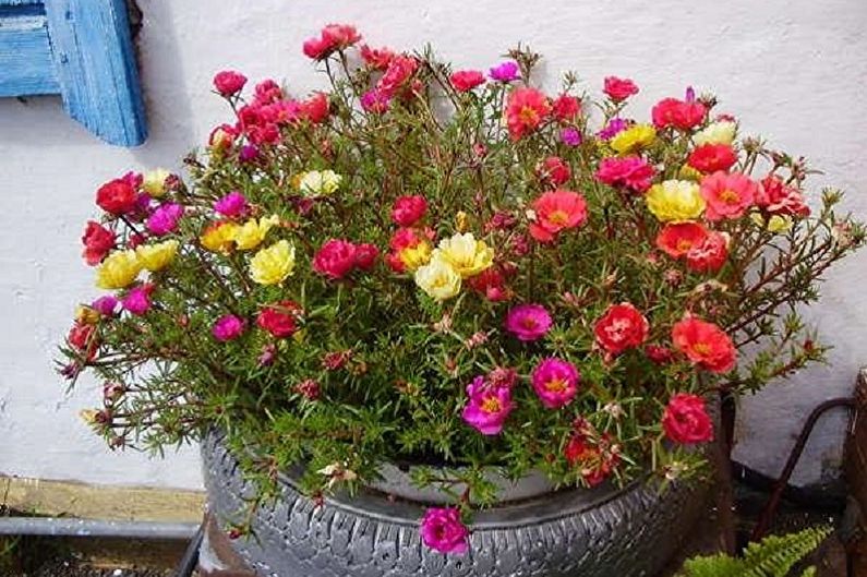 Purslane - photo
