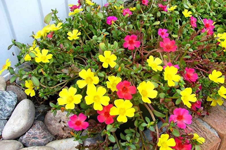 Purslane - photo