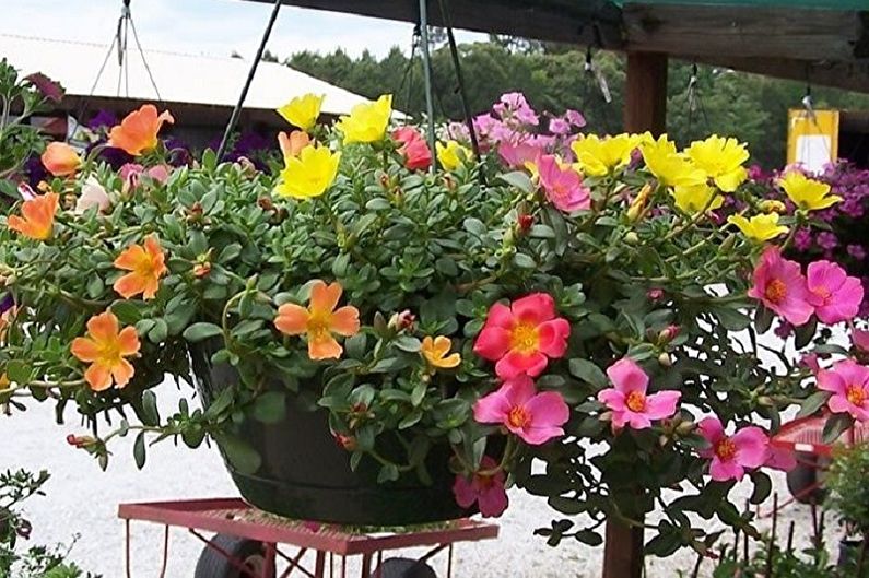 Purslane - photo
