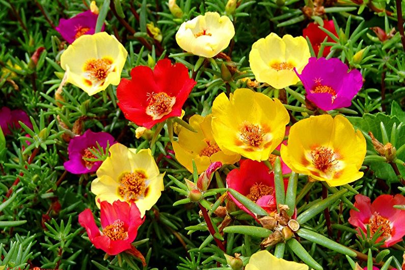 Purslane - photo