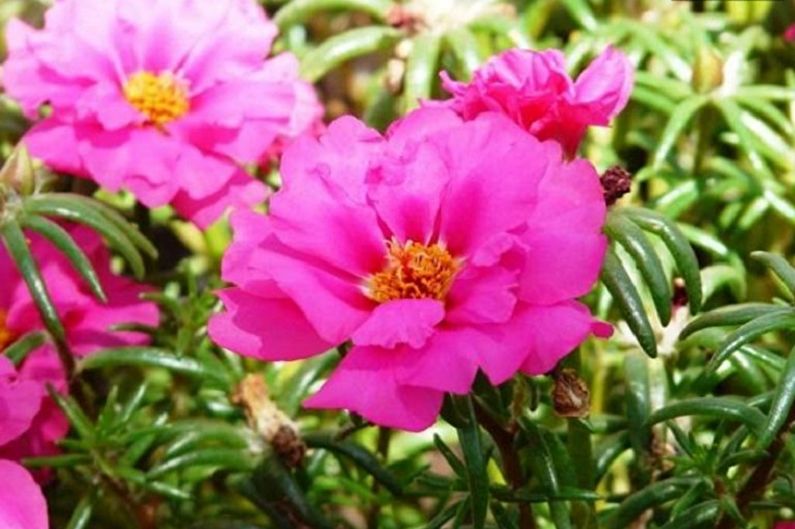 Purslane - photo