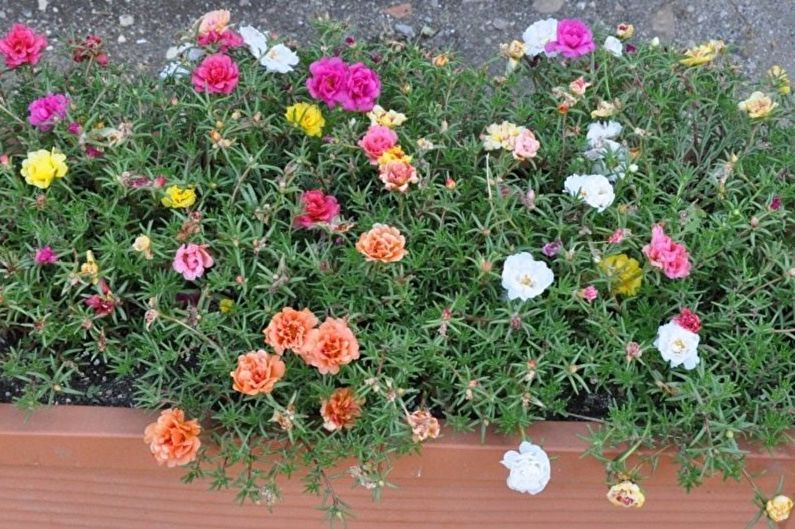 Purslane - photo