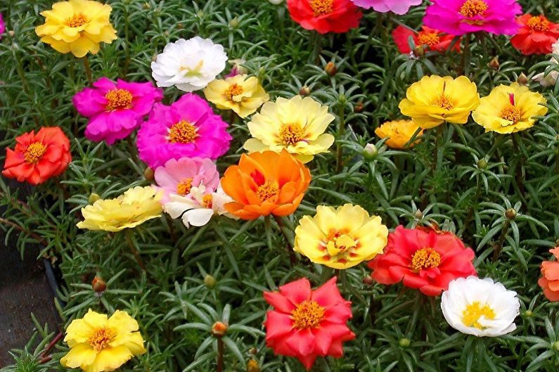 Purslane - photo