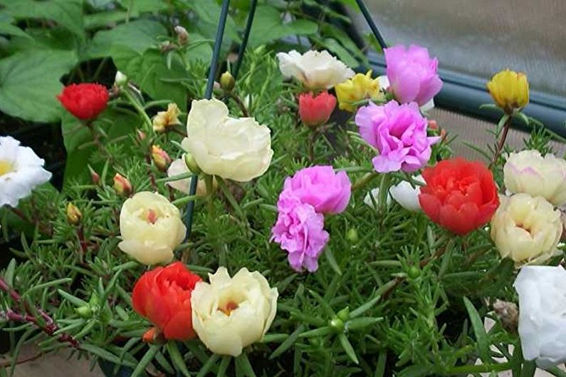 Purslane - photo
