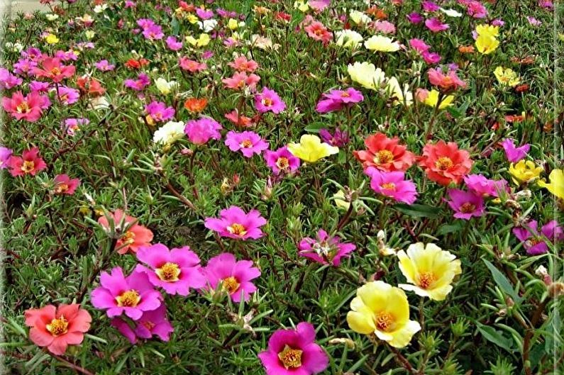 Purslane - photo