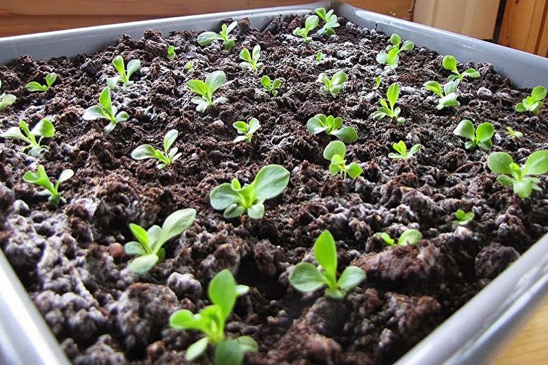 Primrose - Planting and Reproduction