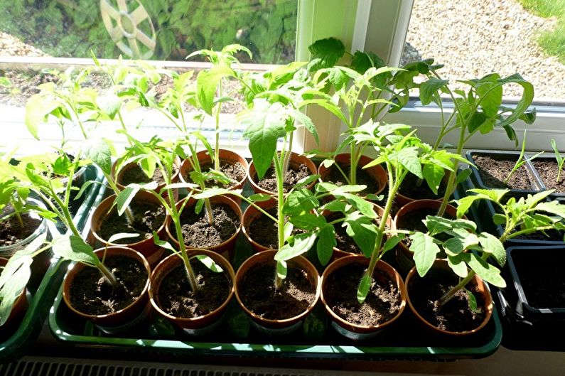 Primrose - Planting and Reproduction