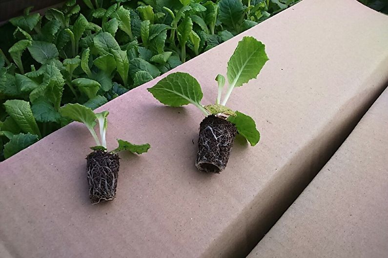 Primrose - Planting and Reproduction