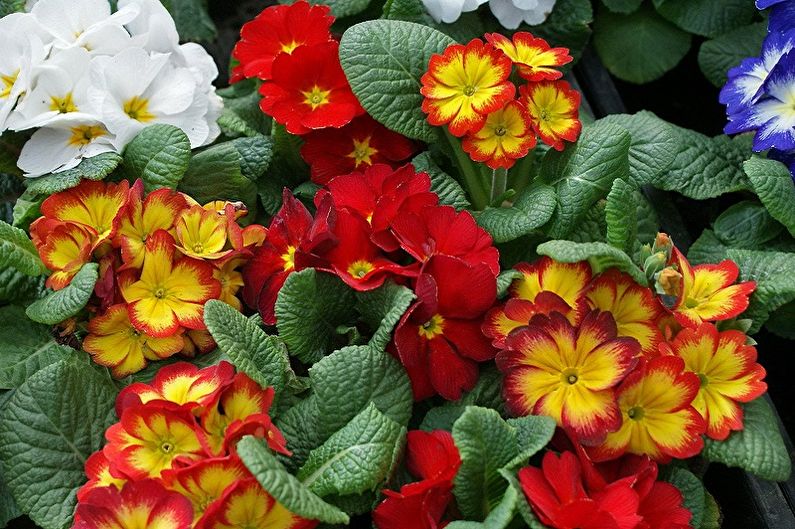 Primrose Care - Lighting