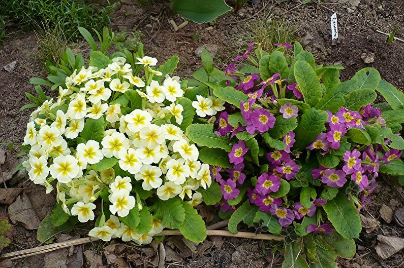 Primrose Care - Lighting