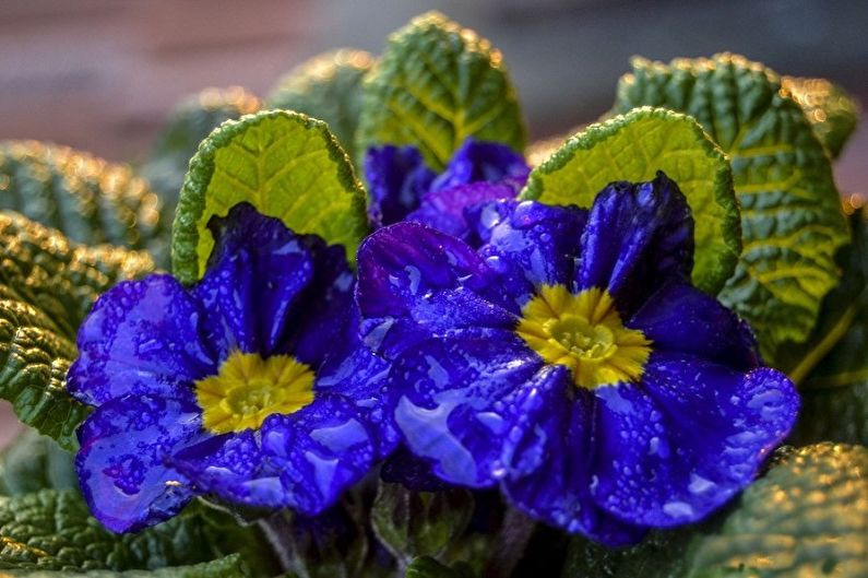 Primrose Care - Moisturizing