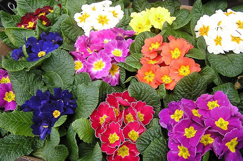 Primrose Care - Nutrition