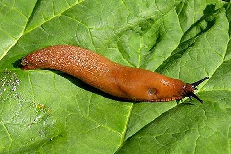 Primula - Pest and Disease Control