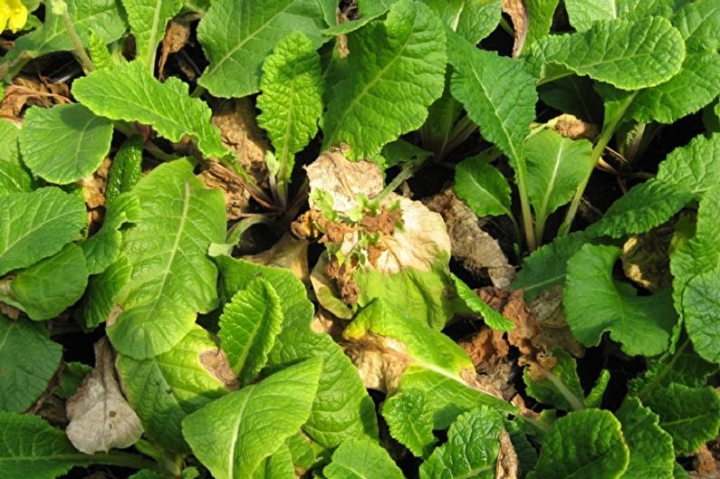 Primula - Pest and Disease Control