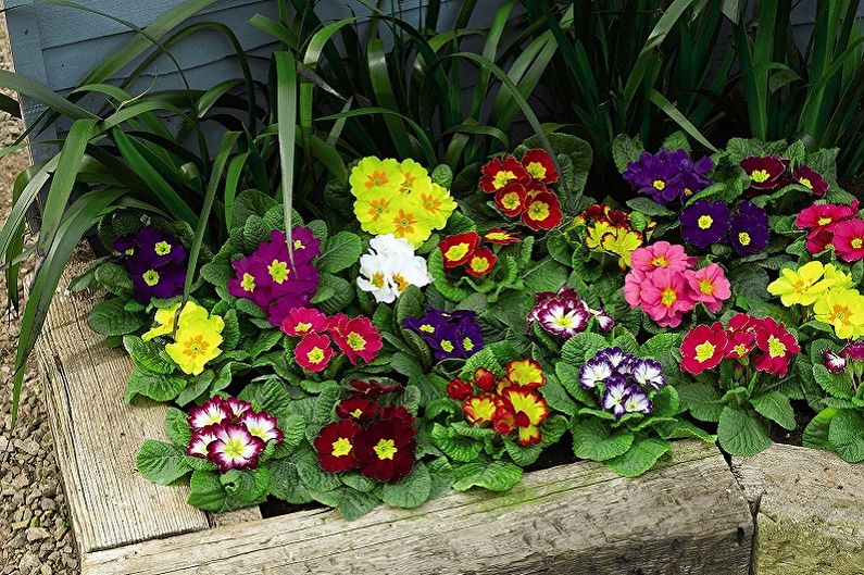 Primrose - photo