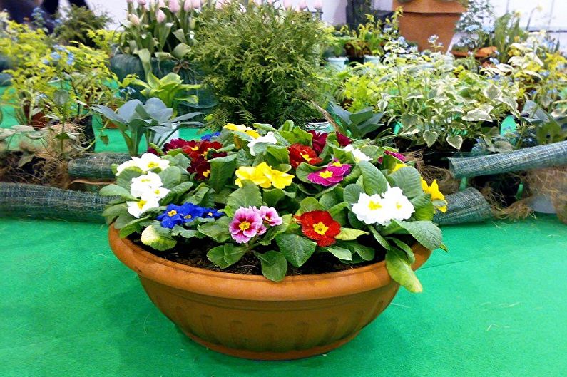Primrose - photo