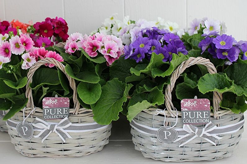 Primrose - photo