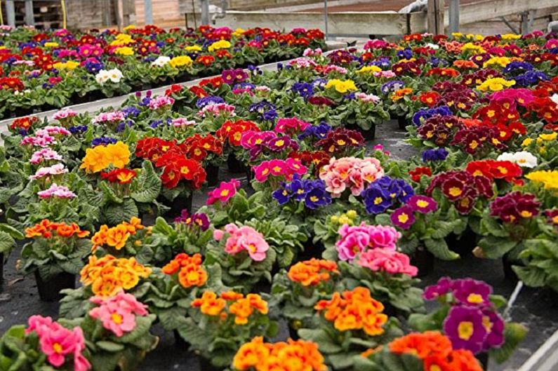 Primrose - photo