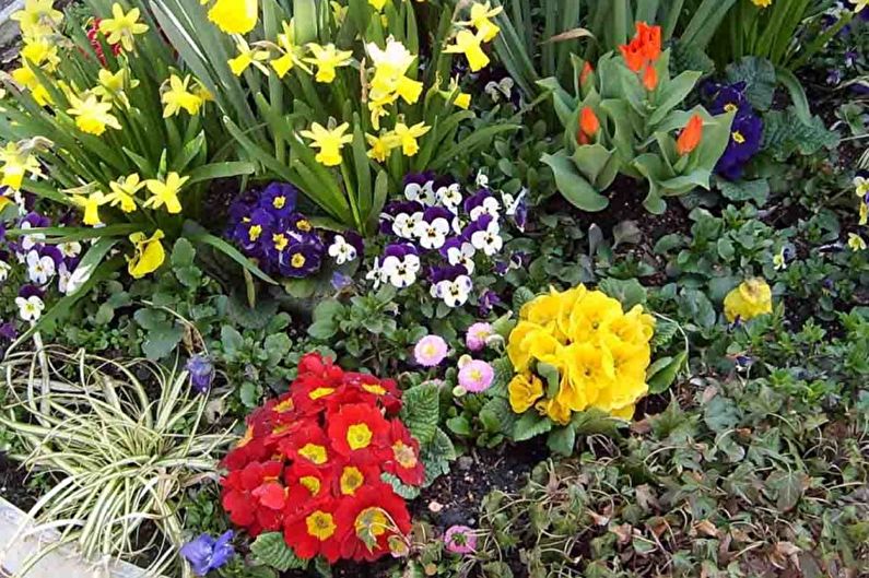 Primrose - photo