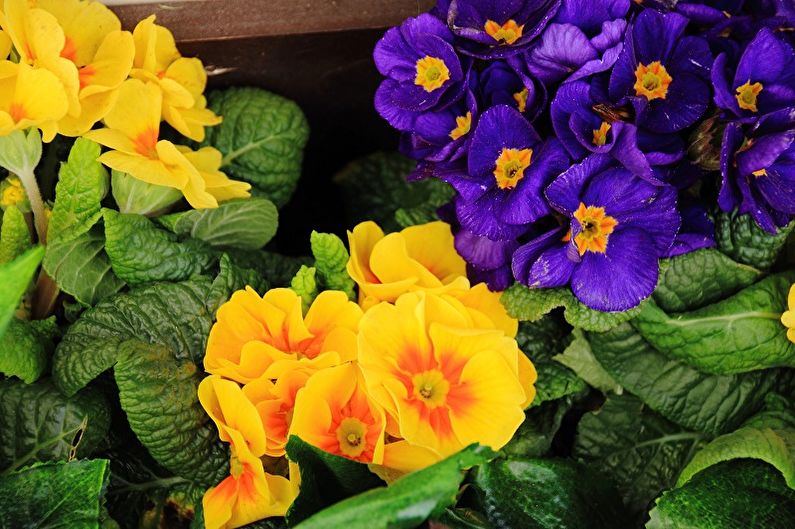 Primrose - photo