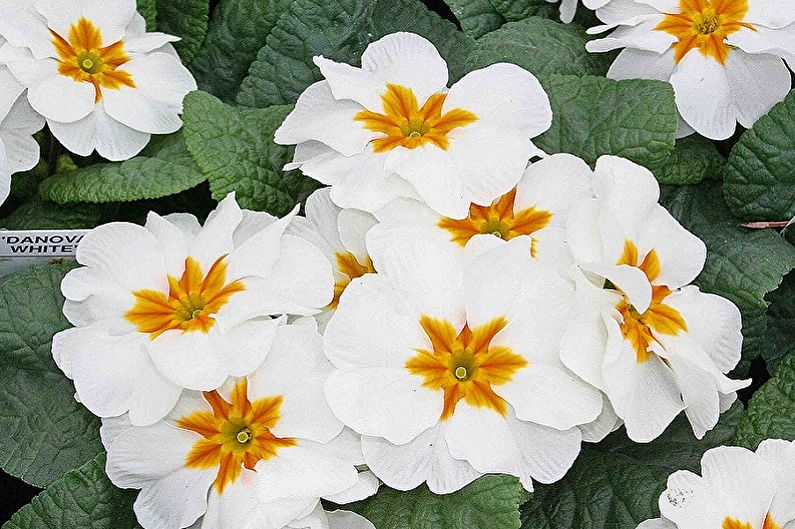 Primrose - photo