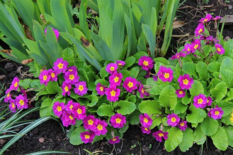 Primrose - photo