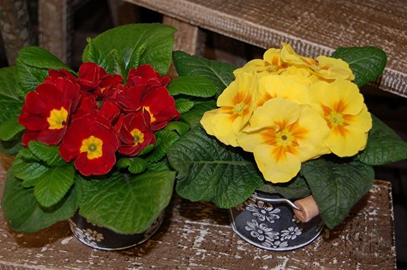 Primrose - photo